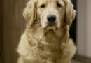 The Ultimate Guide to Conquering Pet Hair: Top 5 Vacuums of 2025